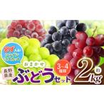 ふるさと納税 【ご家庭用】【先行予約】シャインマスカットの入ったお任せブドウセット 約2kg【9月下旬頃〜発送予定】 | ぶどう 葡萄 シャインマ.. 長野県塩尻市