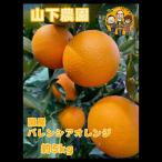 バレンシアオレンジ 約5kg