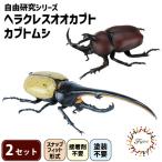 昆虫 自由研 ヘラクレスカブトムシ カブトムシ 2セット