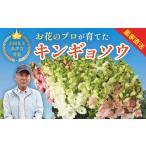 花 キンギョソウ 20本前後