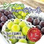 ぶどう 特選ぶどう紫苑3-5房2.4kg~