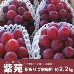 訳あり ぶどう ご ぶどう紫苑 しえん 約2.2kg