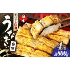 活うなぎ4尾 白焼 鰻 白焼き