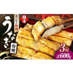 活うなぎ3尾 白焼 鰻 白焼き