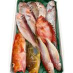 旬の鮮魚BOXお任せセット 竹