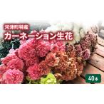 カーネーション 特産 生花 40本