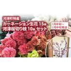 特産 カーネーション 15本
