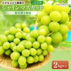 シャインマスカット 約2kg