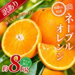 森本農園の手選別ネーブルオレンジ 約8kg