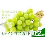 ふるさと納税 先行予約 シャインマスカット 秀品 内容量 約1.2kg(2-5房) 日本フルーツ《7月下旬-8月末頃出荷》熊本県 荒尾市 ぶどう ブドウ 果物.. 熊本県荒尾市
