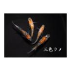 メダカ 三色ラメ 1ペア