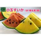 伊佐沢フルーツ倶楽部の小玉すいか2玉