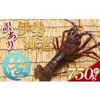 fu.... налог креветка .... Исэ город море . итого 750g(1 хвост?3 хвост ) рефрижератор eb-0002 Kochi префектура . юг город 