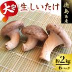 大型生 しいたけ 約2kg
