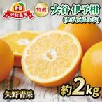大谷 伊予柑 2kg