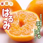 はるみ 7.5kg+250g 傷み補償分