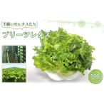 fu.... налог No.013 не комплект. lettuce ..( плиссировать lettuce )500g×1 пакет Chiba префектура газонная трава гора блок 