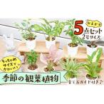 fu.... налог сезон. декоративное растение 5 позиций комплект (2 номер горшок )l[ отправка возможность время :4 месяц сверху .~7 конец месяца,9 месяц сверху .~11 конец месяца ] Kyoto (столичный округ) столица . после город 