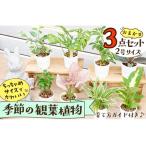 fu.... налог декоративное растение пробный 3 позиций комплект (2 номер горшок )l[ отправка возможность время :4 месяц сверху .~7 конец месяца,9 месяц сверху .~11 конец месяца ] Kyoto (столичный округ) столица . после город 