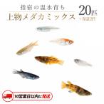 10営業日以内に発送 温水育ち 上物メダカミックス20匹