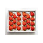 ふるさと納税 330.希少いちご『とっておき』　※2026年1月中旬頃〜2026年3月下旬頃に順次発送予定 鳥取県北栄町