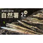 ふるさと納税 【先行予約 12月より順次出荷】自然薯 2本1組 化粧箱入り 新潟 にいがた 上越 新潟県上越市