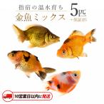 10営業日以内に発送 温水育ち 金魚ミックス5匹