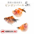 10営業日以内に発送 温水育ち ピンポンパール 5匹