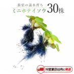 10営業日以内に発送 温水育ち ミニホテイソウ 30株