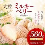 希少な白いちご ミルキーベリー 約560g