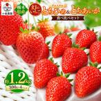とちひめ とちあいか 食べ比べ プレミアム