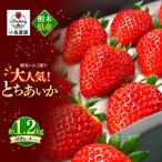 観光農園で大 とちあいか 約1.2kg