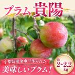 すもも 貴陽 2kg以上
