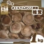 オーガニック栽培肉厚しいたけ “さくら天恵〓