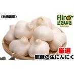 生 にんにく 500g