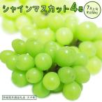 シャインマスカット 4房 共通返礼品:大子町