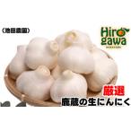 生 にんにく 2kg