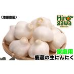生 にんにく 1kg