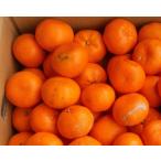 紀州有田みかん 約5kg