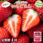 No.1苺”いちごさん” 4回定期便 1回 235g×4p