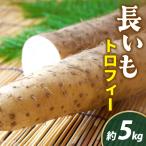 長いも トロフィー 5kg