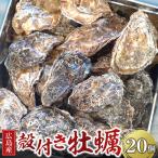 草津かき 殻付き 20個