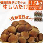 生しいたけ 小サイズ 1.5kg