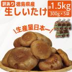 訳あり 生しいたけ 1.5kg