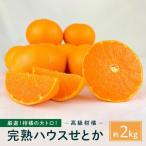 柑橘の大トロ 完熟ハウスせとか 2kg