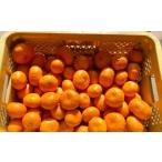 ふるさと納税 熊本県 河内産 みかん まぼろしのみかん今村 3kg 有機肥料使用 【2026年2月上旬〜2月下旬迄発送予定】 ／ 今村温州 いまむらうんし.. 熊本県熊本市