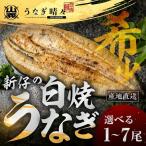 うなぎ晴々 白焼き 新仔 3尾