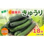 fu.... налог [2026 год предшествующий предварительный заказ ] огурец свежий утро ..18 шт. входит . огурец огурец огурец огурец огурец Chiba префектура asahi город 