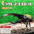 ヘラクレスオオカブト オス メス 成虫ペアセット