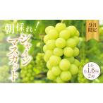 ふるさと納税 【9月限定】採れたて!シャインマスカット2房 旬のぶどう 兵庫県加西市